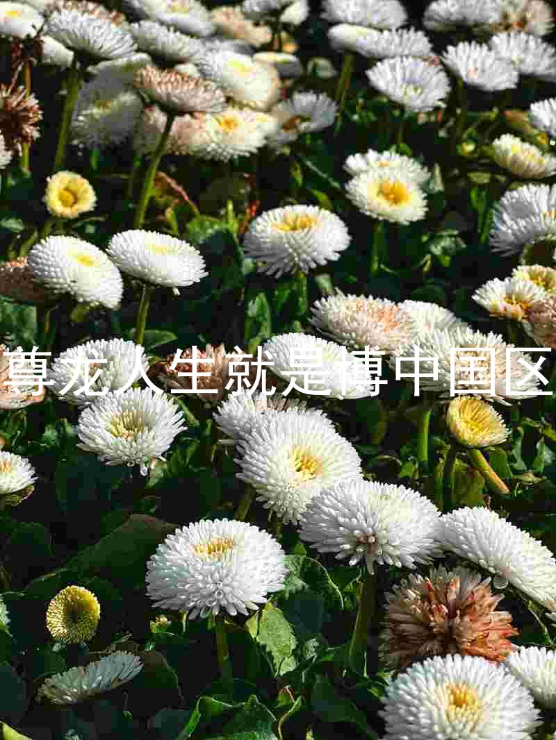尊龙人生就是博中国区